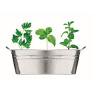 Ghiveci din zinc cu seminte "Mix Seeds"