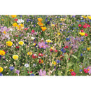 Mix seminte flori in plic "Seedlope"