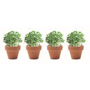 Set 4 ghivece cu seminte in carton de oua "Cress"
