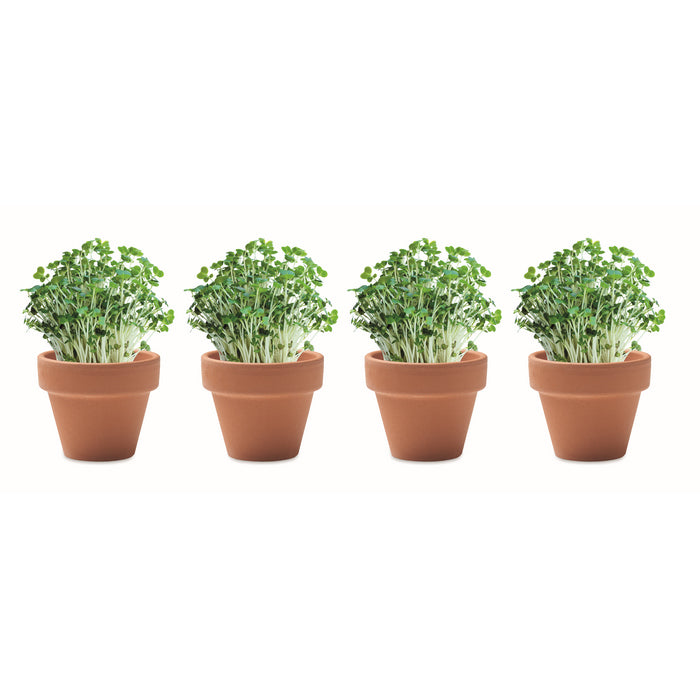 Set 4 ghivece cu seminte in carton de oua "Cress"