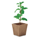 Ghiveci cu seminte "Mint Kit"