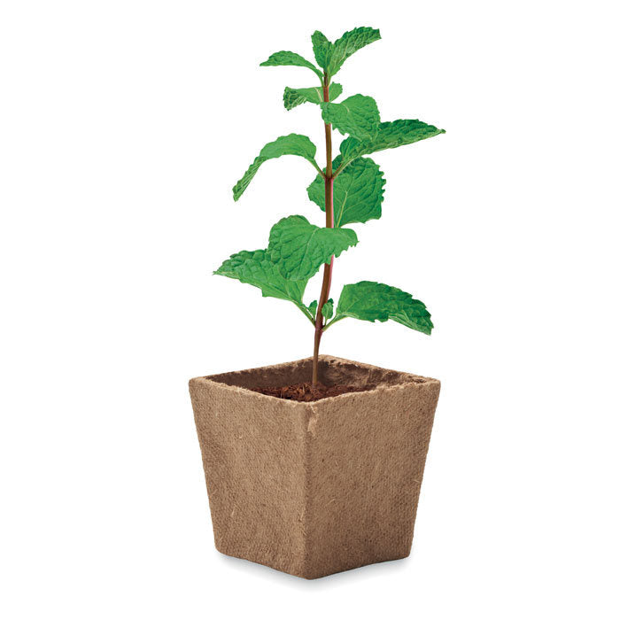 Ghiveci cu seminte "Mint Kit"