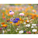 Foaie A4 cu seminte "Asidi"